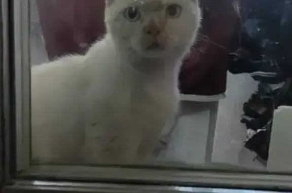 Кошка найдена в Минске, Беларусь.