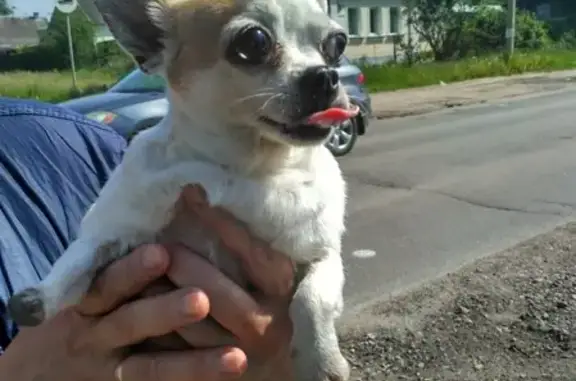 Собака Чихуахуа с поврежденной лапой найдена в Твери, микрорайон Соминка.