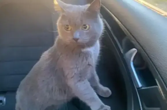 Кошки потеряшки, Санкт-Петербург, фото: Потеряшка кошка Клёпа в Полянском с/п, Ленобласть