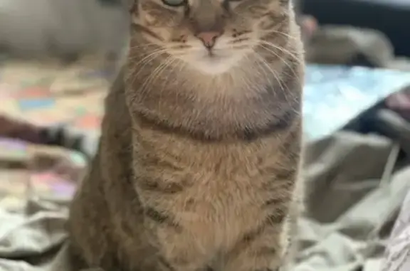 Кошки потеряшки, Рязань, фото: Потеряшка кошка Барри в Рязани, Канищево, Интернациональная, после 19:00 08 июня.