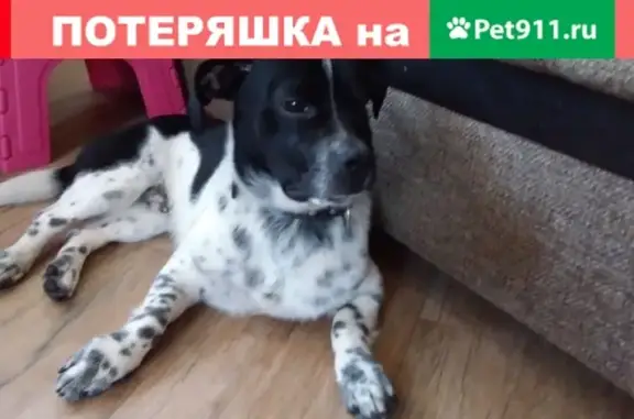 Найден пёсик в Солнечногорске возле магазина Магнит
