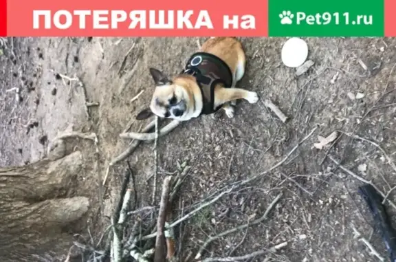 Собака найдена у ЖК Лермонтовский, Звенигород.