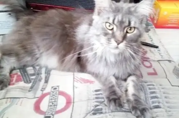 Потерянные животные Дубна, фото: Пропала кошка Рыся в СНТ Весна, Dubna