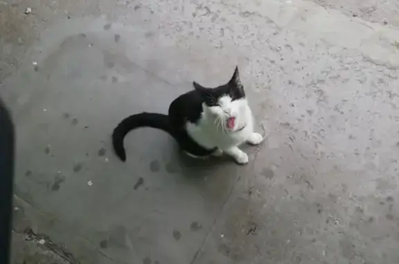 Найдена худенькая кошка в Уссурийске