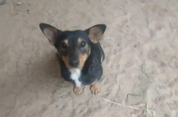 Найден молодой пес в поселке Белоостров