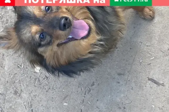 Найдена собака в Москве, Матвеевское