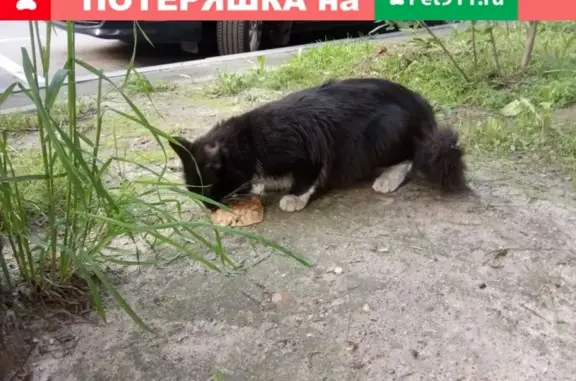 Найдена кошка на 3-м Красносельском переулке, д.9 в Москве