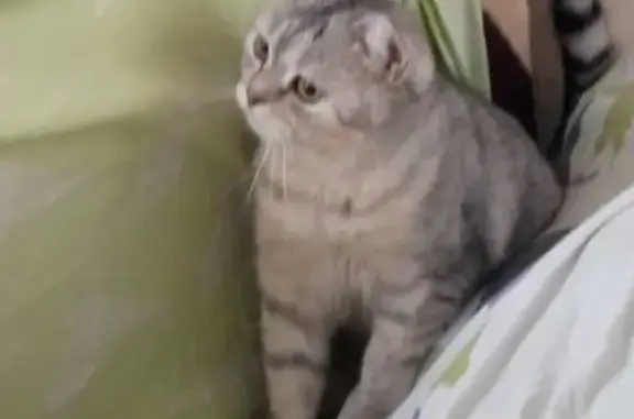 Кошки потеряшки, Кострома, фото: Потеряшка кошка в Костроме, ул. Горького, вознаграждение!