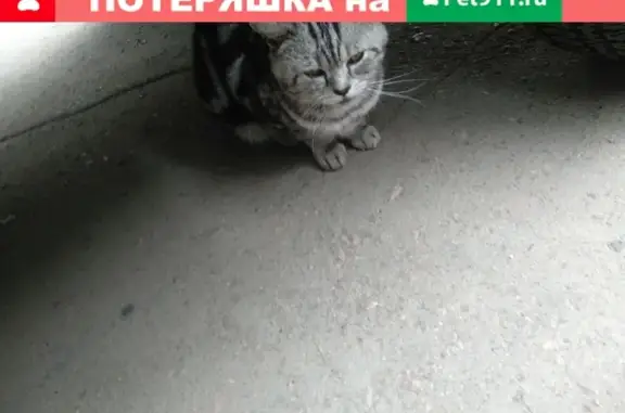 Потерянная кошка на ул. Конституции в Оренбурге