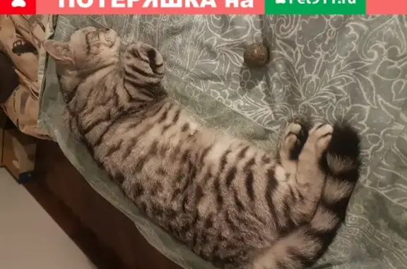 Потерянные животные Химки, фото: Пропала кошка в Химках, микрорайон Клязьма-Старбеево.