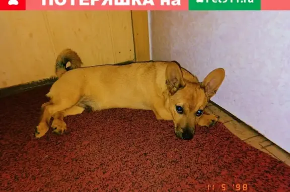 Пропала собака в Новосибирске, Ленинский район, ул. Станиславского