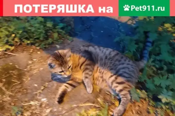 Найдена домашняя кошка у подъезда 5 на 1-м Советском проезде в Домодедово