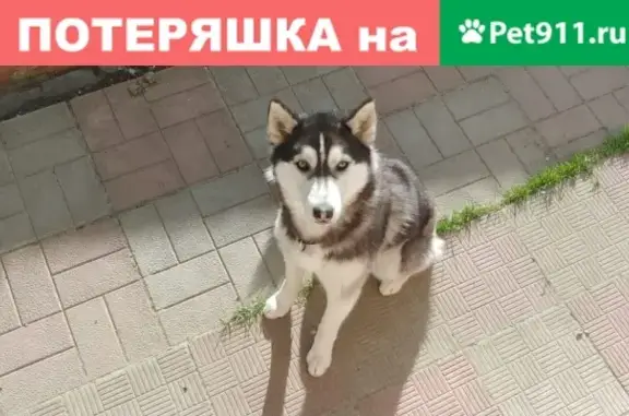Пропала собака Герда в районе Внуково, кличка, ошейник и особые приметы внутри
