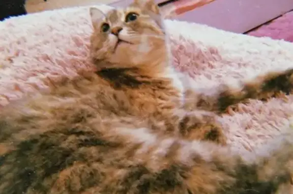 Кошки потеряшки, Абакан, фото: Потеряшка кошка 