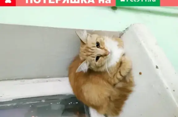 Найдена кошка на Малой Калитниковской, 20к2