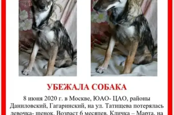 Пропала щенок Марта на ул. Татищева, Москва