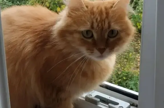 Кошки потеряшки, Даниловка, фото: Потеряшка кошка в Малой Даниловке, вознаграждение!