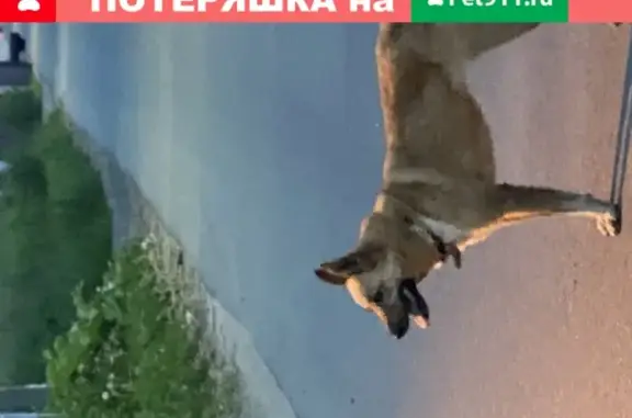 Найдена собака в Чесноково, Истринский район.