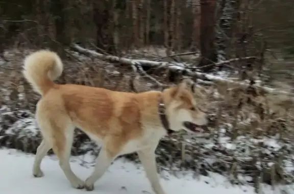 Пропала собака Акита в Чехове, Весенняя улица 9