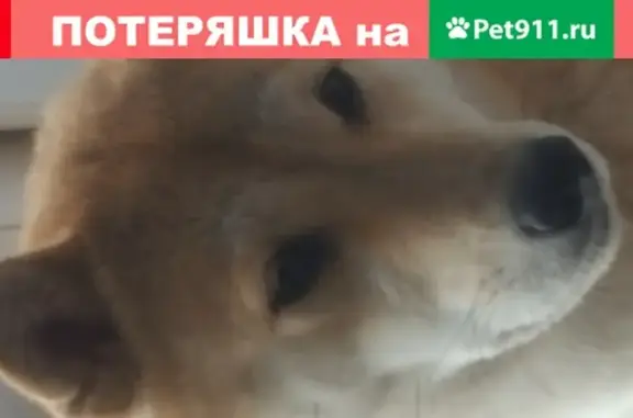 Пропала собака Юкка в Подольске