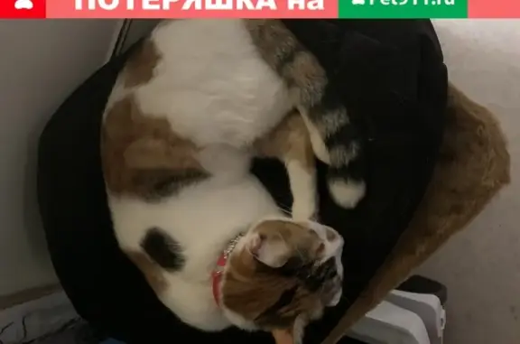 Потерянные животные Сургут, фото: Пропала кошка с ошейником, ХМАО, Сургут, ул. Маяковского, 11