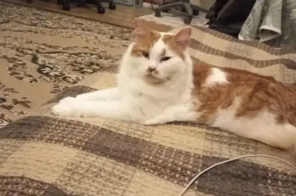 Кошки потеряшки, Москва, фото: Потеряшка кот на Липецкой улице 34/25 в Москве.