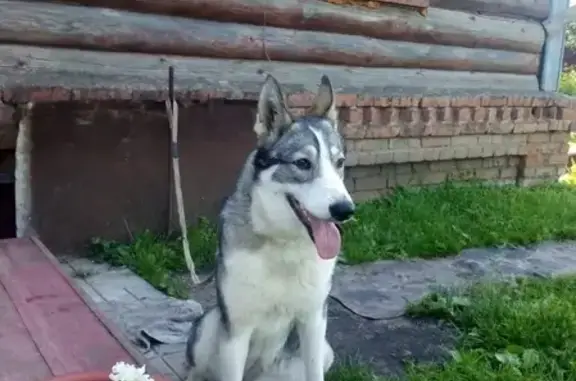 Собака найдена в Гавриловском, Московская область
