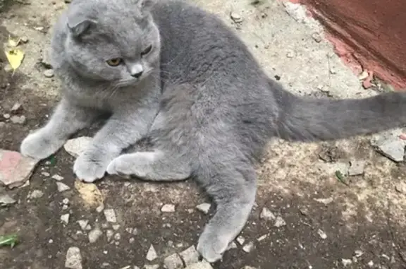 Британская кошка найдена в Долгопрудном