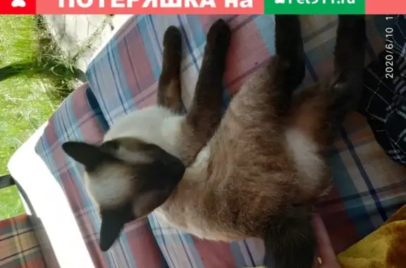 Пропала кошка без хвоста в Московской области