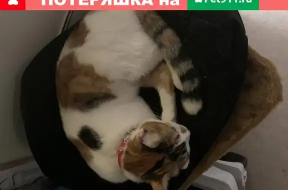 Потерянные животные Сургут, фото: Пропала кошка, ул. Маяковского, 11, Сургут