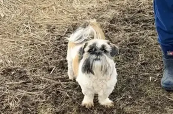 Собаки потеряшки, Запрудное, фото: Потеряшка ши-тцу в Запрудном, Нижегородская обл.