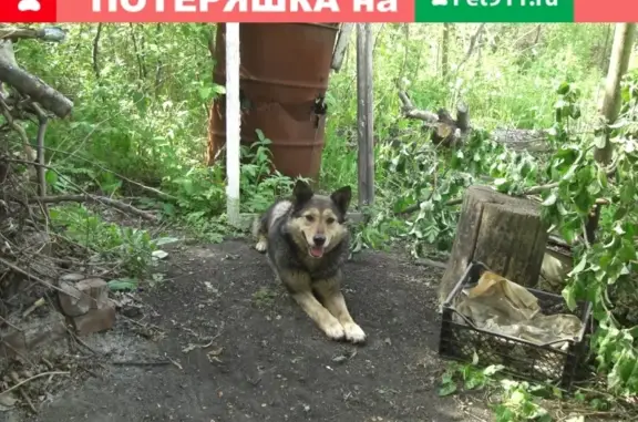 Найдена собака в Челябинске, нужен постоянный хозяин
