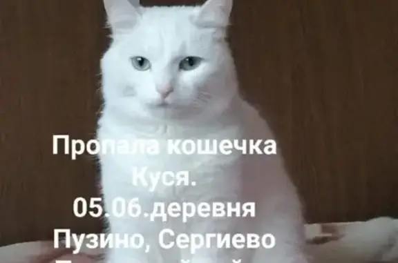 Пропала белая кошка в Москве, 2 года.