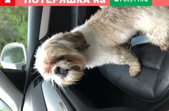 Найдена собака в деревне Парфёнки