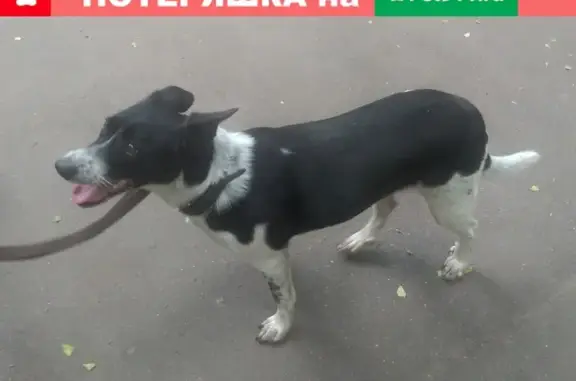 Найдена собака в Измайлово, 6 пальчиков на задних лапах