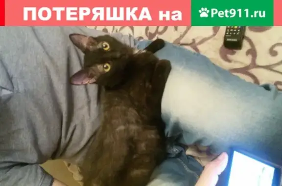 Найден черный кот в Щелково-7, ищем старых хозяев
