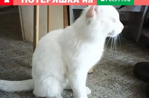Найден белый кот на Пархоменко, 1.