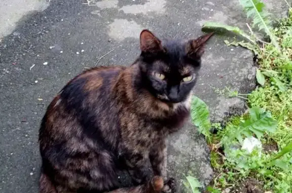 Найдена кошка на ул. Маршала Захарова, 15