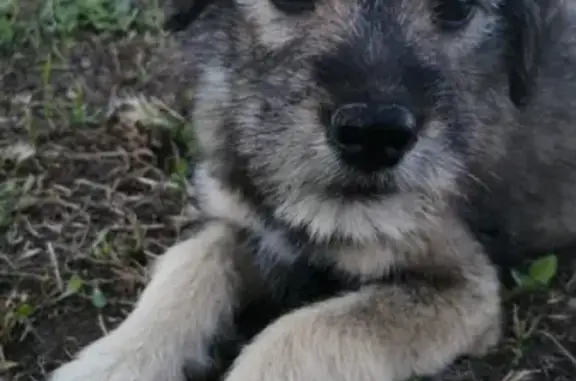 Пропал щенок в Таганроге: адрес - Межевая 23