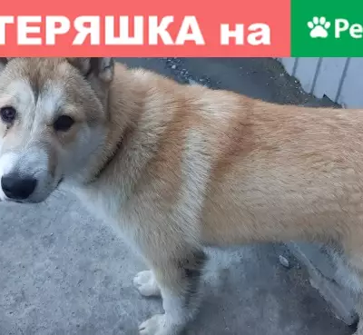 Найден молодой кобель лайки в Кировском районе