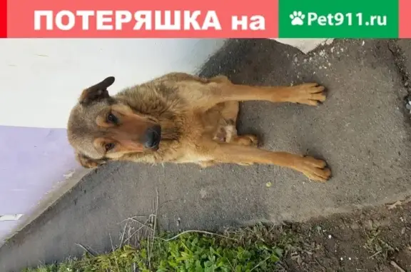 Пропала собака в Лобне, Московская обл.