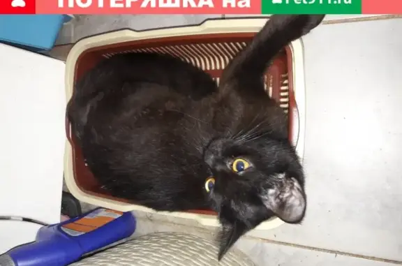 Пропала бурманская кошка в Химках