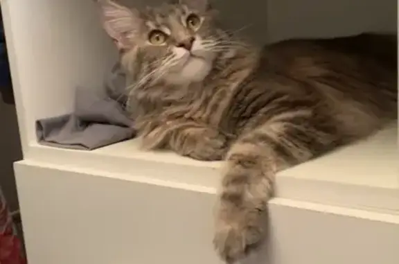 Кошки потеряшки, Санкт-Петербург, фото: Потеряшка кошка Шанти на Крестовском острове, вознаграждение!