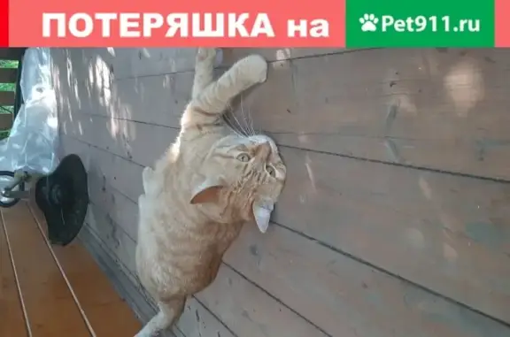 Найден рыжий кот в СНТ Уголек, Московская обл.