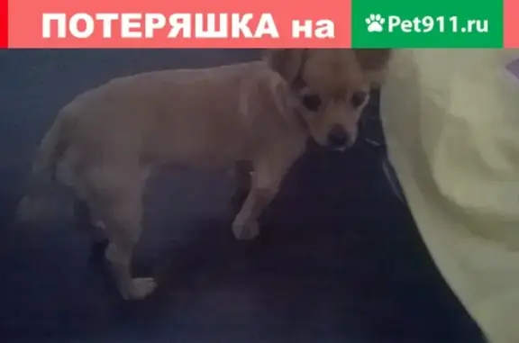 Собака найдена на Луговой в Оренбурге.