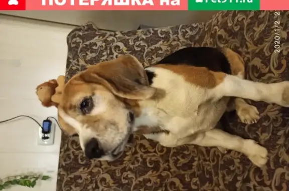 Пропала собака в Ольгино, Московская область