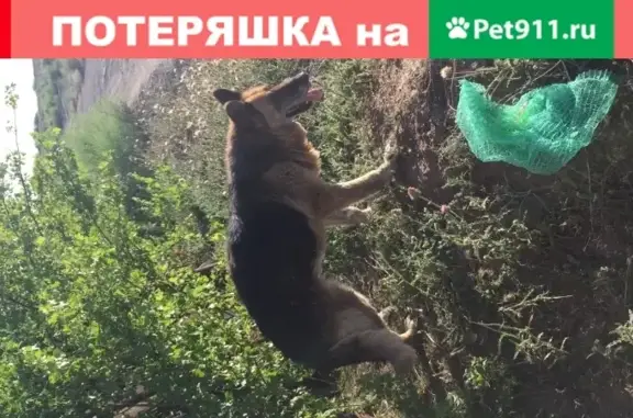 Найдена собака в Астрахани.
