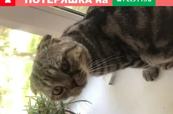 Найден ласковый серый кот с вислоухими в Тюмени