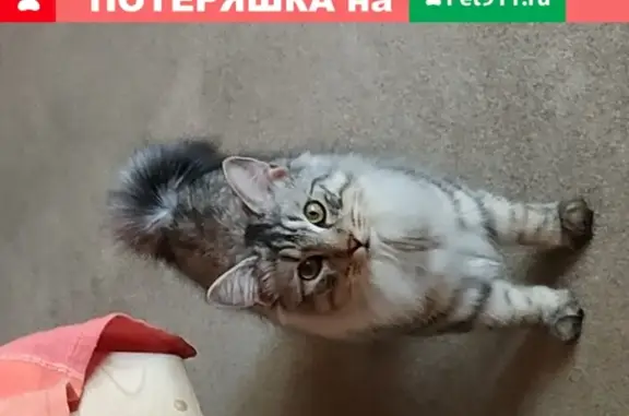 Пропала кошка Боня в Малоярославецком районе, Калужская область.