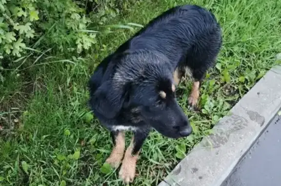 Собака с бровками найдена в Митино